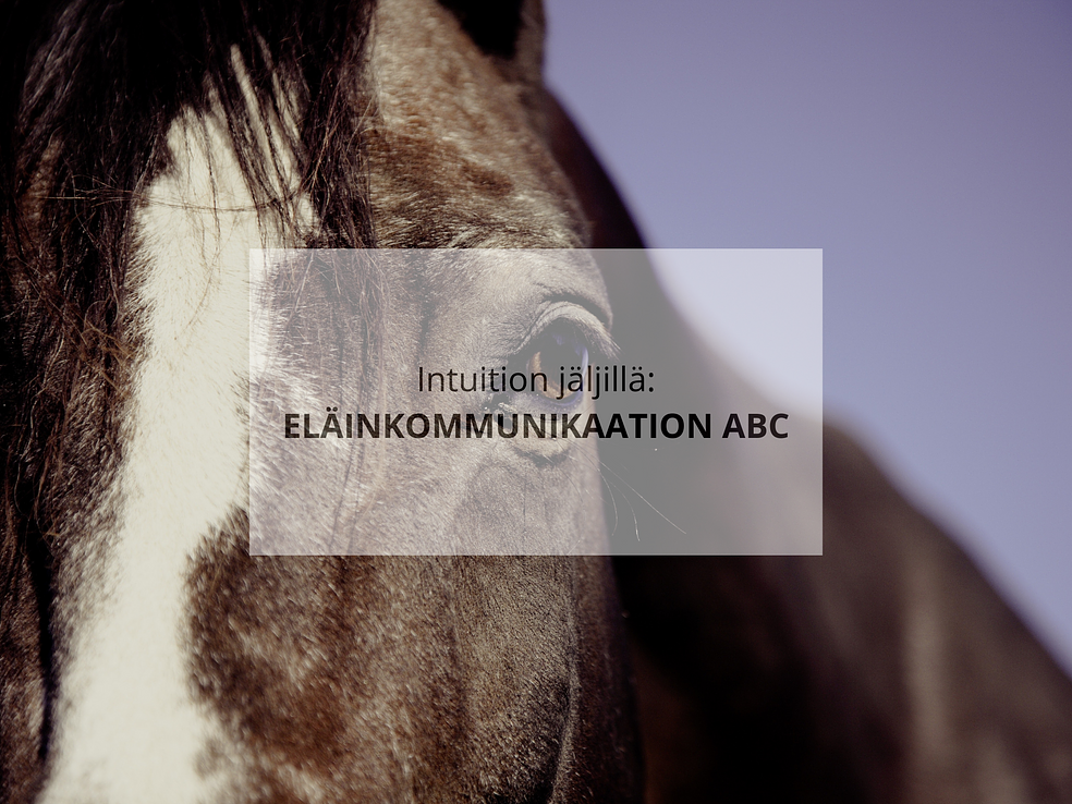 Intuition jäljillä: ELÄINKOMMUNIKAATION ABC by Katariina Alongi